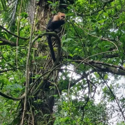 Pacuare Nature Preserve - Ojochal