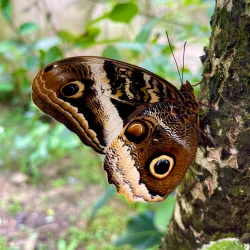 Uvita Waterfall - Ojochal