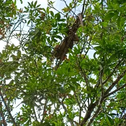 Central Park of Palmares - Palmares