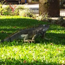 Central Park of Palmares - Palmares