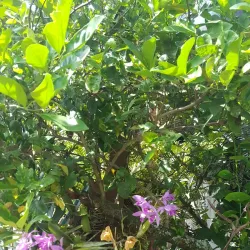 Rio Grande de Palmares - Palmares