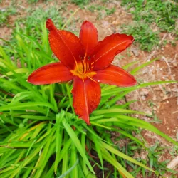 El General Museum - Perez Zeledon