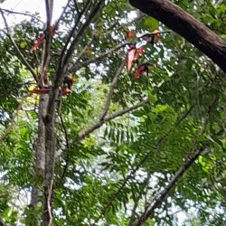 El Salto Waterfall - Perez Zeledon