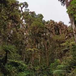 La Amistad International Park - Perez Zeledon