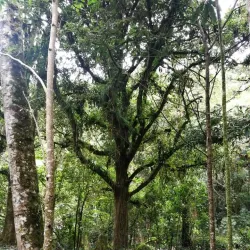 Rio Savegre - Perez Zeledon