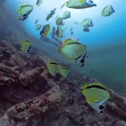 Coco View Dive Center - Playa del Coco