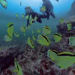 Coco View Dive Center - Playa del Coco