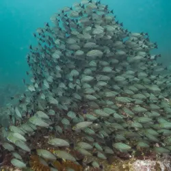 Coco View Dive Center - Playa del Coco