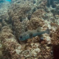 Coco View Dive Center - Playa del Coco