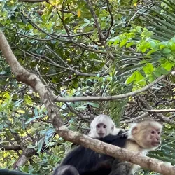 Monkey Park - Playa del Coco