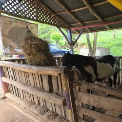 Monkey Park - Playa del Coco