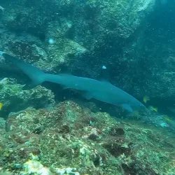 Scuba Diving and Snorkeling Tours - Playa Flamingo