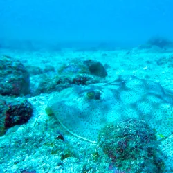 Scuba Diving and Snorkeling Tours - Playa Flamingo