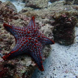 Scuba Diving and Snorkeling Tours - Playa Flamingo