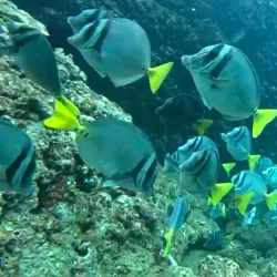 Scuba Diving and Snorkeling Tours - Playa Flamingo