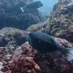 Scuba Diving and Snorkeling Tours - Playa Flamingo