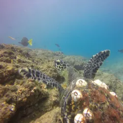 Scuba Diving and Snorkeling Tours - Playa Flamingo