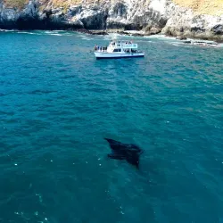 Scuba Diving and Snorkeling Tours - Playa Flamingo