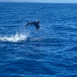 Sport Fishing Charters - Playa Flamingo