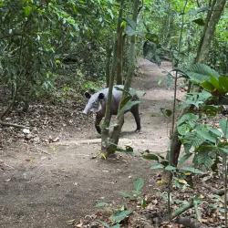 Bird Watching Tours - Puerto Jimenez (Puerto Jiménez)
