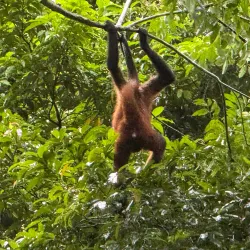 Bird Watching Tours - Puerto Jimenez (Puerto Jiménez)