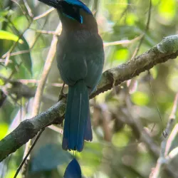 Bird Watching Tours - Puerto Jimenez (Puerto Jiménez)