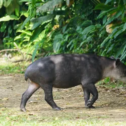 Bird Watching Tours - Puerto Jimenez (Puerto Jiménez)