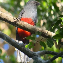Bird Watching Tours - Puerto Jimenez (Puerto Jiménez)