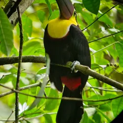 Bird Watching Tours - Puerto Jimenez (Puerto Jiménez)