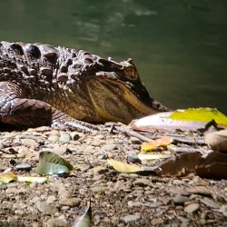 Bird Watching Tours - Puerto Jimenez (Puerto Jiménez)