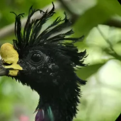 Bird Watching Tours - Puerto Jimenez (Puerto Jiménez)