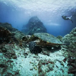 Cano Island Biological Reserve - Puerto Jimenez (Puerto Jiménez)