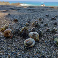 Cano Island Biological Reserve - Puerto Jimenez (Puerto Jiménez)