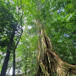 Corcovado National Park - Puerto Jimenez (Puerto Jiménez)