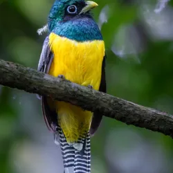 Corcovado National Park - Puerto Jimenez (Puerto Jiménez)