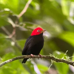 Horseback Riding Tours - Puerto Jimenez (Puerto Jiménez)
