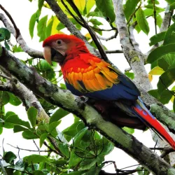 Horseback Riding Tours - Puerto Jimenez (Puerto Jiménez)