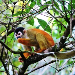 Horseback Riding Tours - Puerto Jimenez (Puerto Jiménez)
