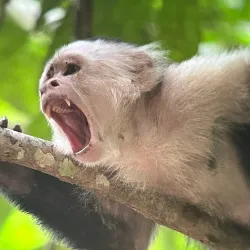 Horseback Riding Tours - Puerto Jimenez (Puerto Jiménez)