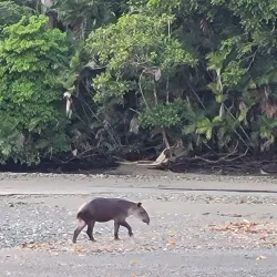 Osa Wildlife Sanctuary - Puerto Jimenez (Puerto Jiménez)