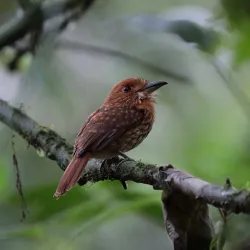 Osa Wildlife Sanctuary - Puerto Jimenez (Puerto Jiménez)