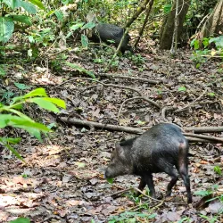 Osa Wildlife Sanctuary - Puerto Jimenez (Puerto Jiménez)