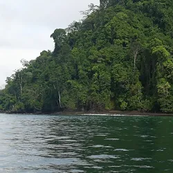Piedras Blancas National Park - Puerto Jimenez (Puerto Jiménez)