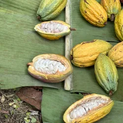 Bribri Indigenous Reserve - Puerto Viejo - de Talamanca