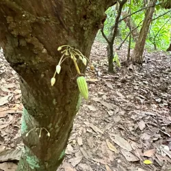 Bribri Indigenous Reserve - Puerto Viejo - de Talamanca