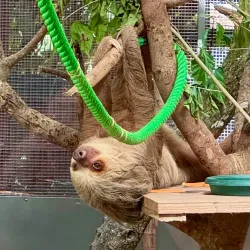 Jaguar Rescue Center - Puerto Viejo - de Talamanca