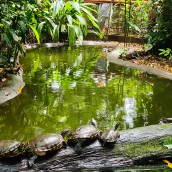 Jaguar Rescue Center - Puerto Viejo - de Talamanca