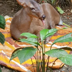 Jaguar Rescue Center - Puerto Viejo - de Talamanca