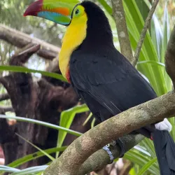 Jaguar Rescue Center - Puerto Viejo - de Talamanca