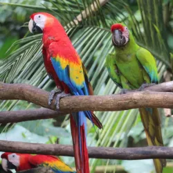 Jaguar Rescue Center - Puerto Viejo - de Talamanca
